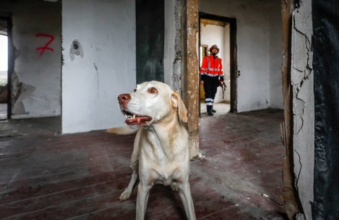 Rescue dog training, the sniffer dogs practise searching for injured people in empty houses, Herne,