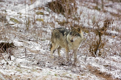 One eurasian gray wolf (Canis lupus lupus) stands on a snowy meadow in an open forest