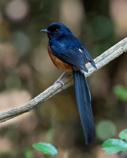 White-rumped Shama (Copsychus malabaricus) male, Kaeng Krachan, Thailand