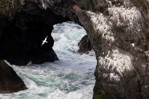 Northern gannet (Morus bassanus), small group on a rocky arch above choppy seas, Shetland Islands,