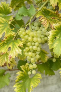 Grapevine (Vitis 'Fanny'), Saxon State Office for Environment, Agriculture and Geology, Pillnitz,