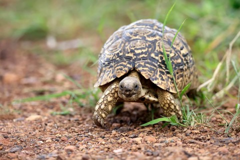 Panther tortoise (Testudo pardalis), adult, running, foraging, Pilanesberg National Park, North