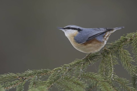 Eurasian Nuthatch (Sitta europaea), Saxony, Germany