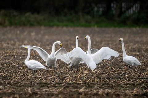 Whooper swans (Cygnus cygnus), Emsland, Lower Saxony, Germany