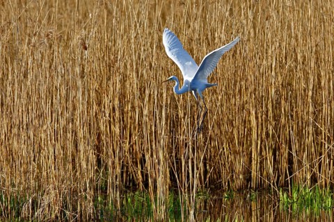 Great White Egret (Ardea alba) in flight over the water in front of a reed edge in the morning