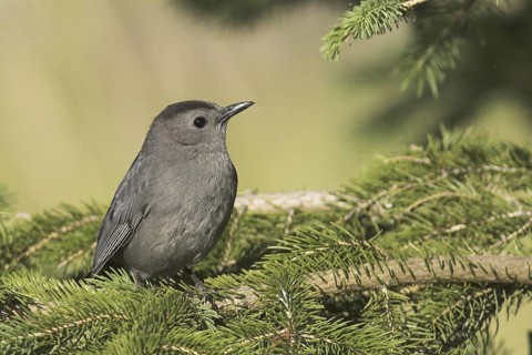 Grey Catbird (Dumetella carolinensis), Ontario, Canada