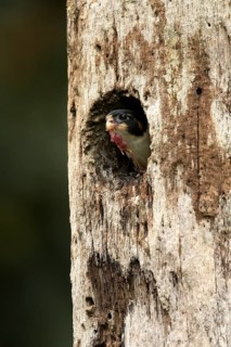 Black-thighed Falconet (Microhierax fringillarius) juvenile peering out from nesting hole,