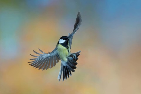 Great Tit (Parus major), in flight, wildlife, tits, nature photography, autumn, Neunkirchen,