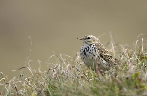 Wiesenpieper (Anthus pratensis), Meadow pipit, Altvogel im Duenengebiet, April, Insel Texel,