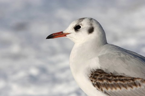 Black-headed Gull (Chroicocephalus ridibundus), Mecklenburg-Western Pomerania, Germany