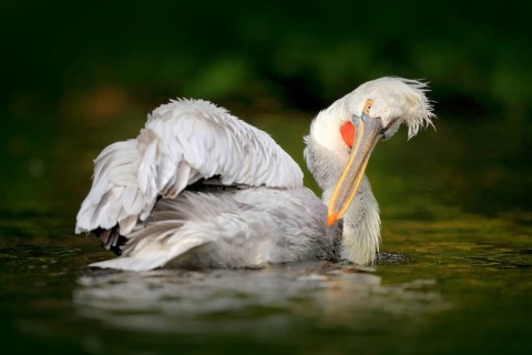 Bird in river. White Pelican, Pelecanus erythrorhynchos, bird in the dark water, nature habitat,