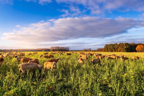 Sheep running free in the sunlight in a meadow, evening sun, herd, animal husbandry, light mood,