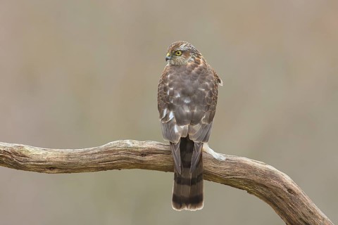 Sparrowhawk (Accipiter nisus) male, rear view, sitting on dead wood, wildlife, bird of prey, nature