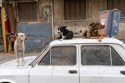 Three stray typical Egyptian street dogs on top of a parked car in the summer heat of Downtown