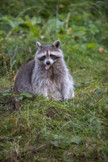 One Raccoon, procyon lotor, sitting on grass, looking to the camera
