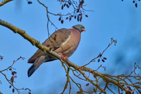 A single pigeon sits peacefully on a branch against a clear blue sky, wood pigeon (Columba
