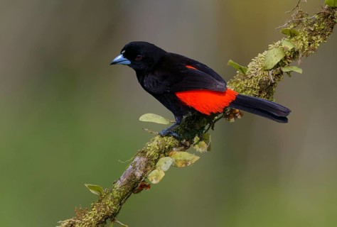 Male Passerini Tanager (Ramphocelus passerinii) at Laguna Lagarto Lodge near Boca Tapada, Costa