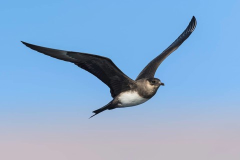 Parasitic Jaeger (Stercorarius parasiticus) flying, Eilat, Israel