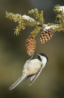 Black-capped Chickadee (Poecile atricapillus), Texas, USA