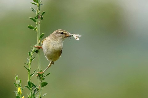 Willow Warbler (Phylloscopus trochilus) perched on a branch with food in its beak, Mecklenburg