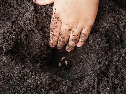 Cropped unrecognizable child delicately places a sunflower seed into fertile soil, showcasing early