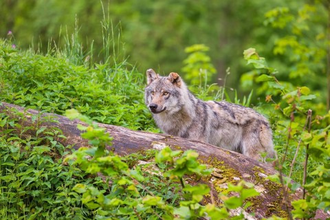 A male Eurasian gray wolf (Canis lupus lupus) stands on a hill, behind a rotting tree lying on the