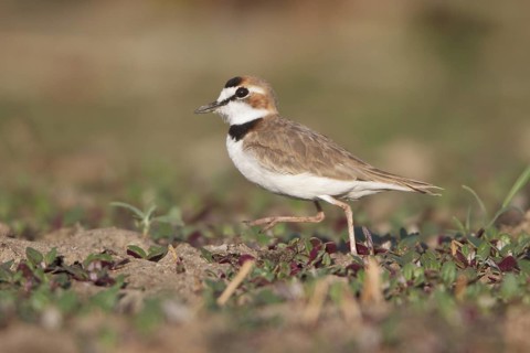 Collared Plover (Charadrius collaris) in a wetland area in Bolivia, South America
