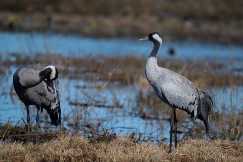 Common crane (Grus grus), Hornborga, Sweden
