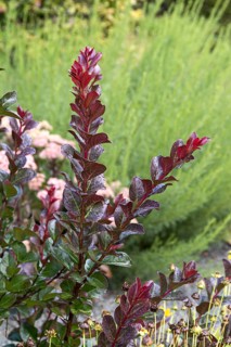Indian lilac (Lagerstroemia PINK VELOUR), Park der Gärten, Germany