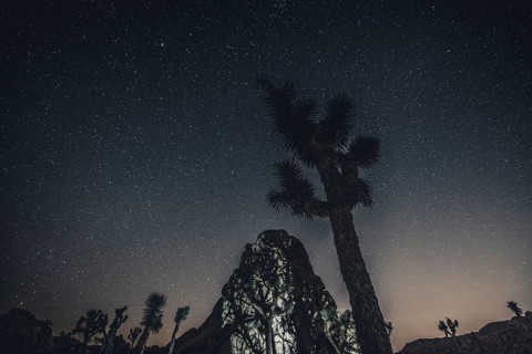 Starry sky with the Milky Way in Joshua Tree National Park