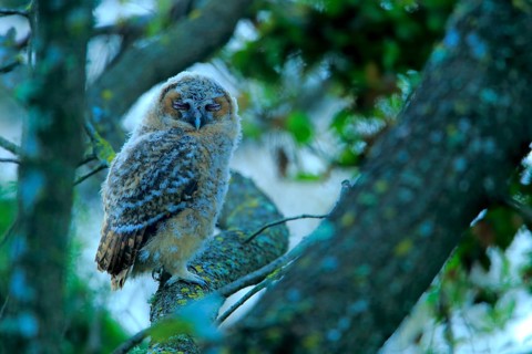 Tawny Owl (Strix aluco) juvenile, Andalusia, Spain