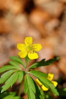 Yellow Anemone, Yellow Wood Anemone, Yellow Wood Anemone, Golden Anemone (Anemone ranunculoides),