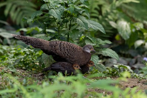Grey Peacock-Pheasant (Polyplectron bicalcaratum) female with chicks, Yunnan, China