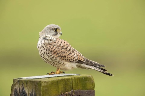 Torenvalk; Common Kestrel; Falco tinnunculus;