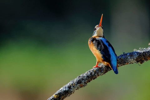 Common Kingfisher (Alcedo atthis) female perched on a branch, Andalusia, Spain