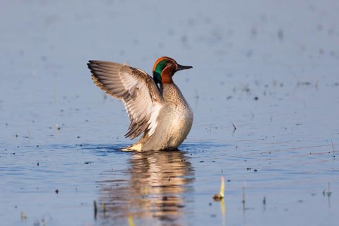 Eurasian Teal (Anas crecca), a male duck flapping its wings, on a lake, Texel, Holland