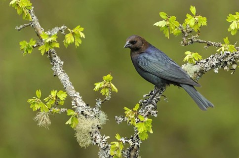 Brown-headed Cowbird (Molothrus ater), Canada
