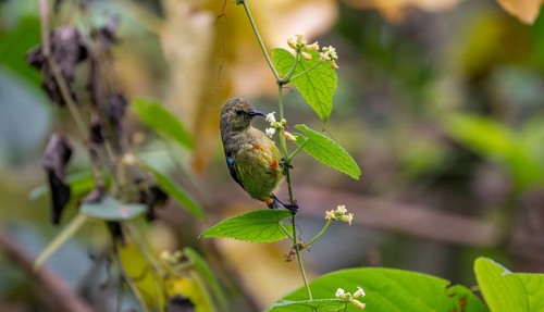 Olive-bellied Sunbird (Cinnyris chloropygius) sitting on a branch, eating nectar from a flower,