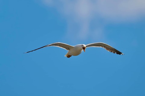 Seagull in flight against a blue sky, apparently calling, Great Black-backed Gull (Larus marinus),