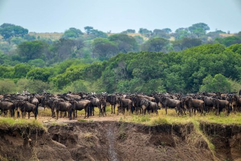 Wildebeest (Connochaetes taurinus), migrating herd of wildebeest at the Mara River, safari vehicle