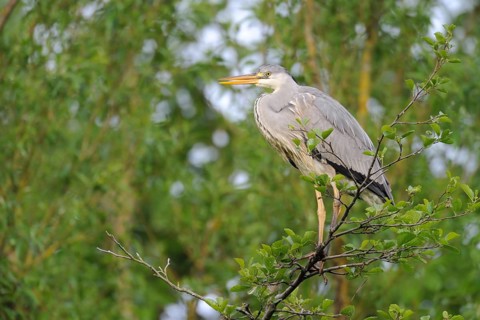 Grey Heron (Ardea cinerea) perched in tree, North Rhine-Westphalia, Germany