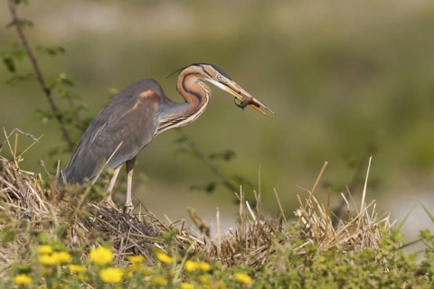 Purple Heron (Ardea purpurea), Cyprus
