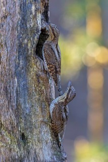 Wryneck (Jynx torquilla) pair at the breeding den, courtship display, male and female, woodpecker,