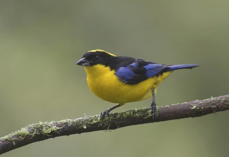 Blue-winged Mountain Tanager (Anisognathus somptuosus), Pichincha, Ecuador