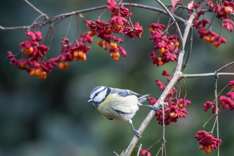 Blue tit (Parus caerulea), Emsland, Lower Saxony, Germany