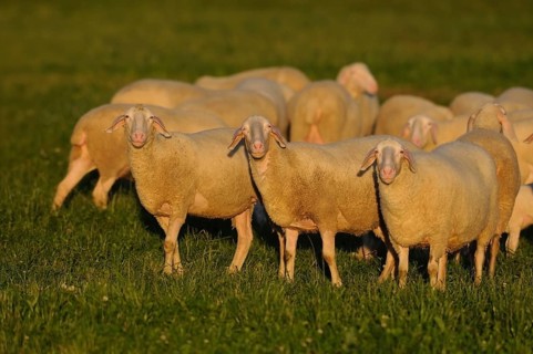 A group of sheep standing close together in a sunny pasture, domestic sheep (Ovis orientalis