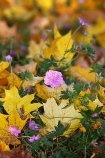 Flowering cranesbill (Geranium), in autumn foliage, North Rhine-Westphalia, Germany