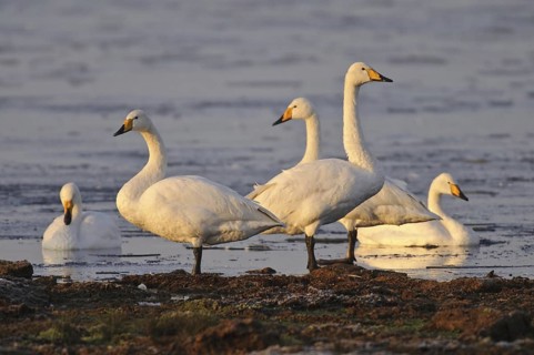 Whooper Swan (Cygnus cygnus), Lower Saxony, Germany
