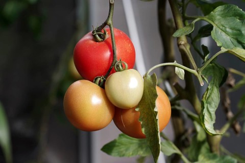 Tomato (Solanum lycopersicum), on a bush, different colours, greenhouse, The tomatoes in the