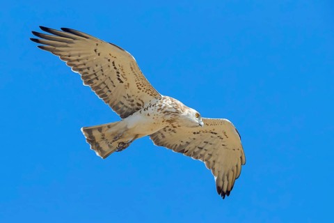 Serpent Eagle, Circaetus gallicus, Lesbos, Greece